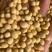 湖北精品黄豆大量上市供应产地直发一手货源批发品质保证！