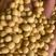 湖北精品黄豆大量上市供应产地直发一手货源批发品质保证！