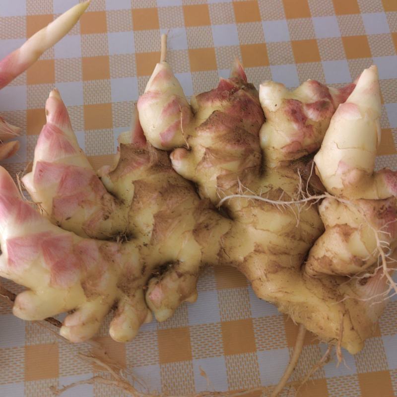 江西种植户