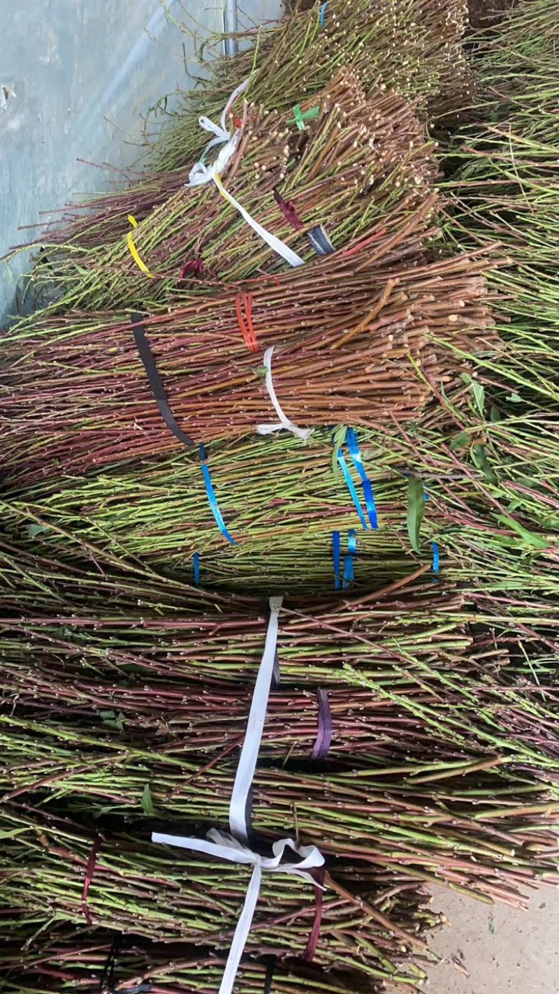 桃树桃枝