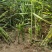 江西种植户