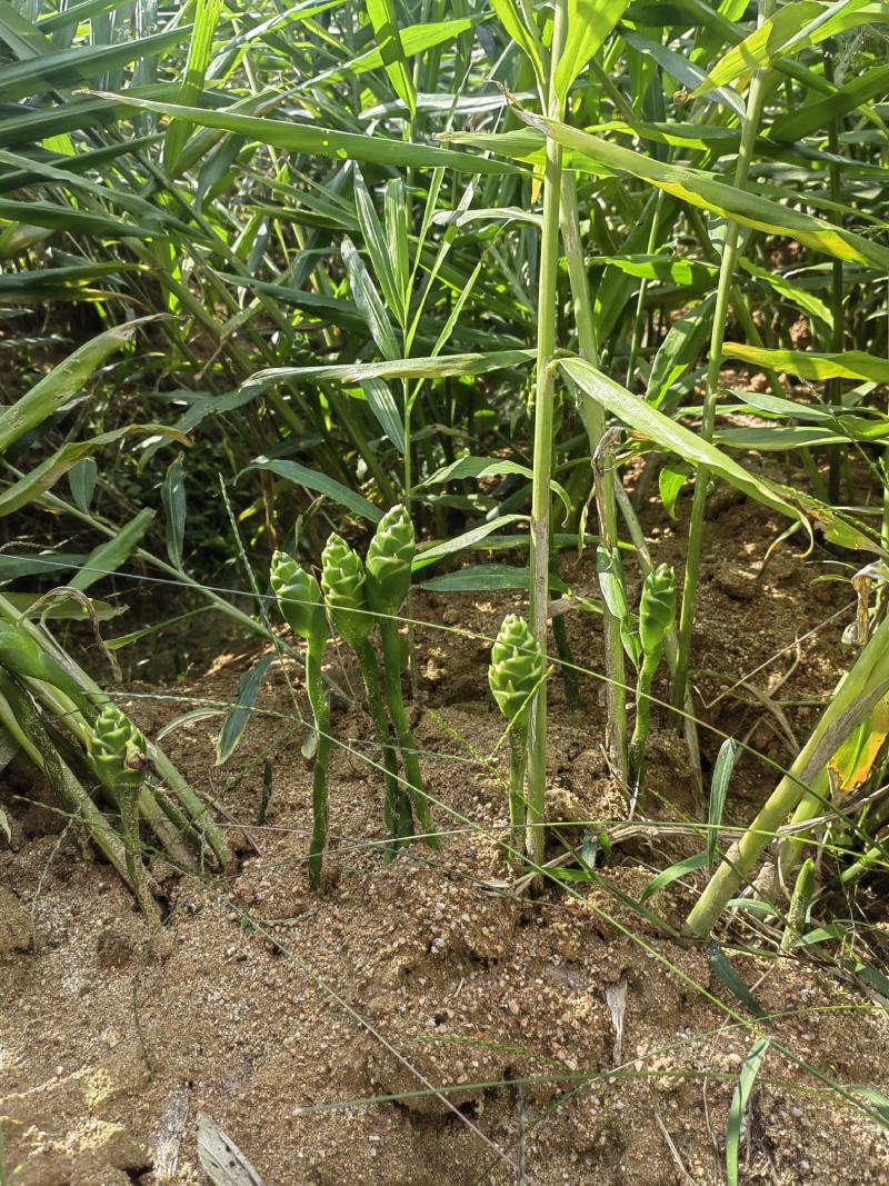 江西种植户