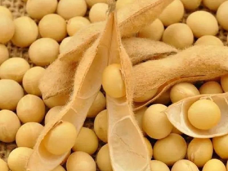 精品黄豆量大高蛋白，目前有80顿，现货，全国发货，保品质