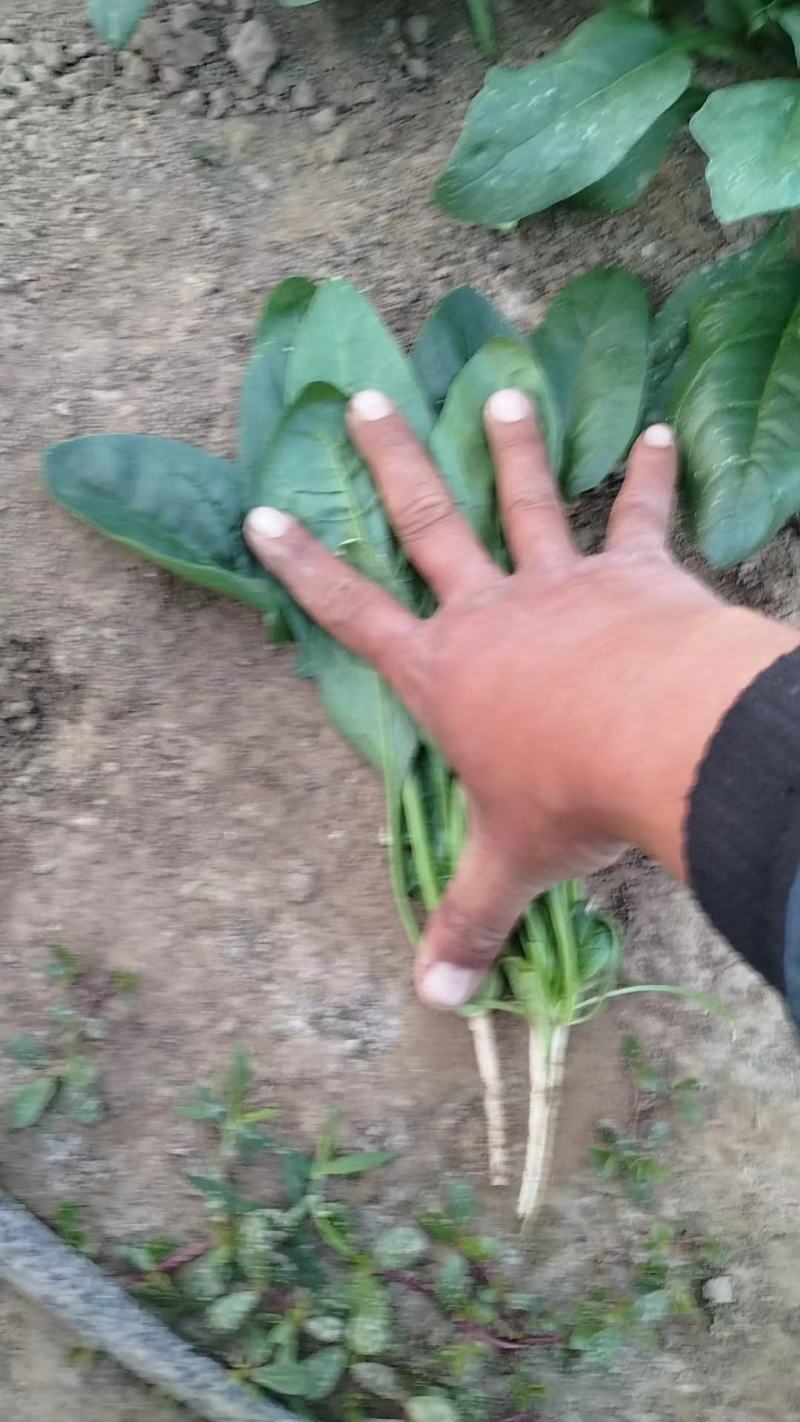 河南滑县万亩菠菜大量上市，有需要的老板可以联系