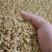 湖北精品稻谷产地直发一手货源批发品质保证量大价格