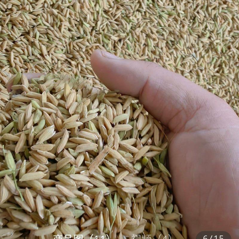 湖北精品稻谷产地直发一手货源批发品质保证量大价格优惠