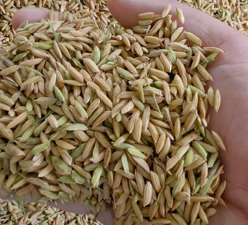 湖北精品稻谷产地直发一手货源批发品质保证量大价格优惠