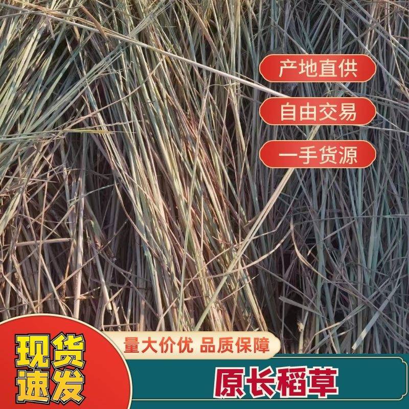 【精品稻草】原长稻草天津产地直供代发全国市场可视频拿货