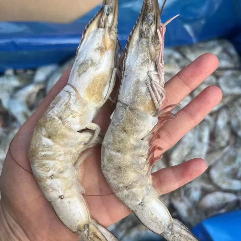 《精选》优质黑虎虾货源充足工厂直发黑虎虾保质保量