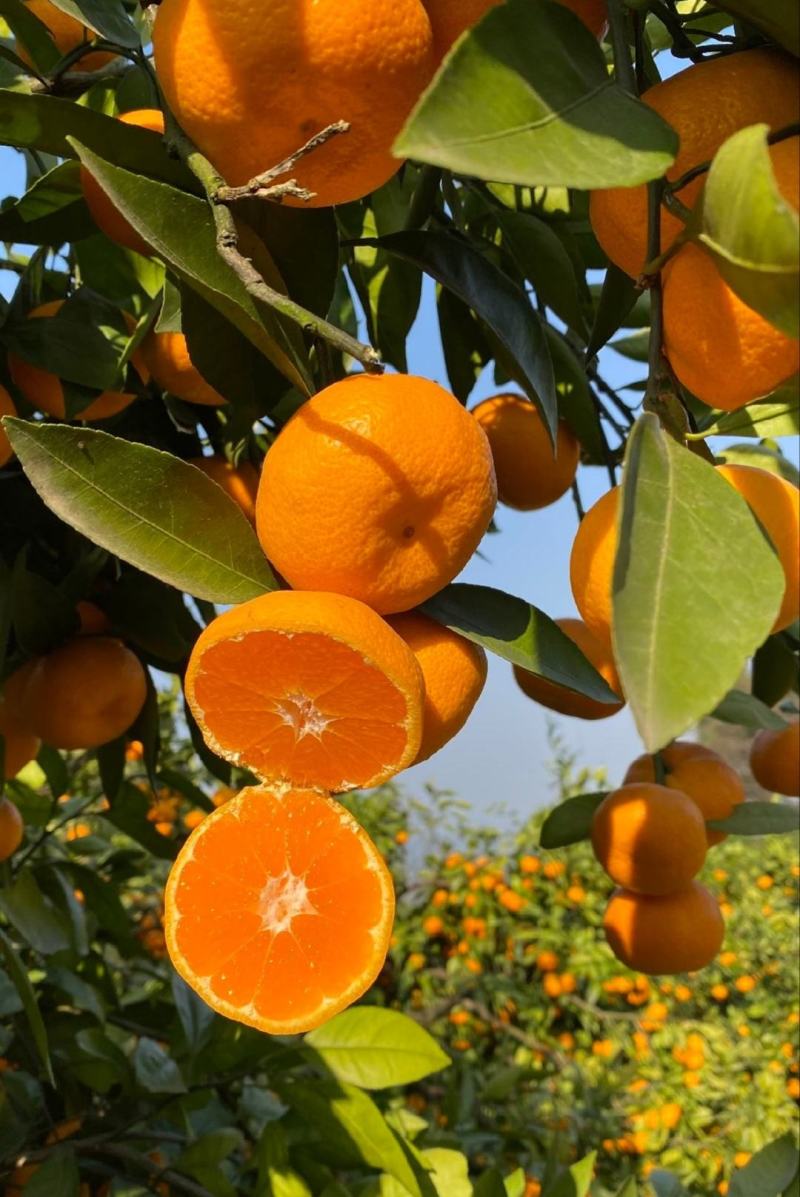 【推荐】湖北蜜橘，甜蜜多汁，一手货源，供应市场商超电商