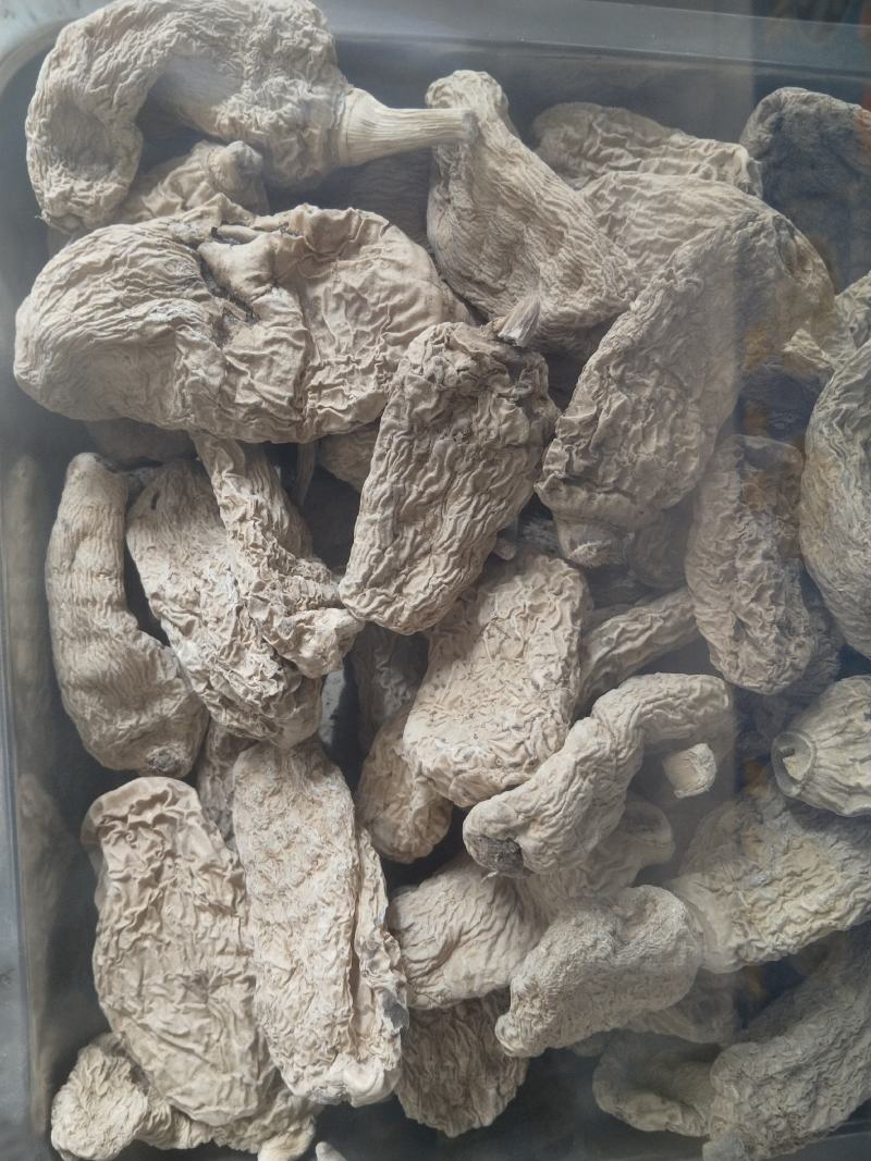 野生天麻......
