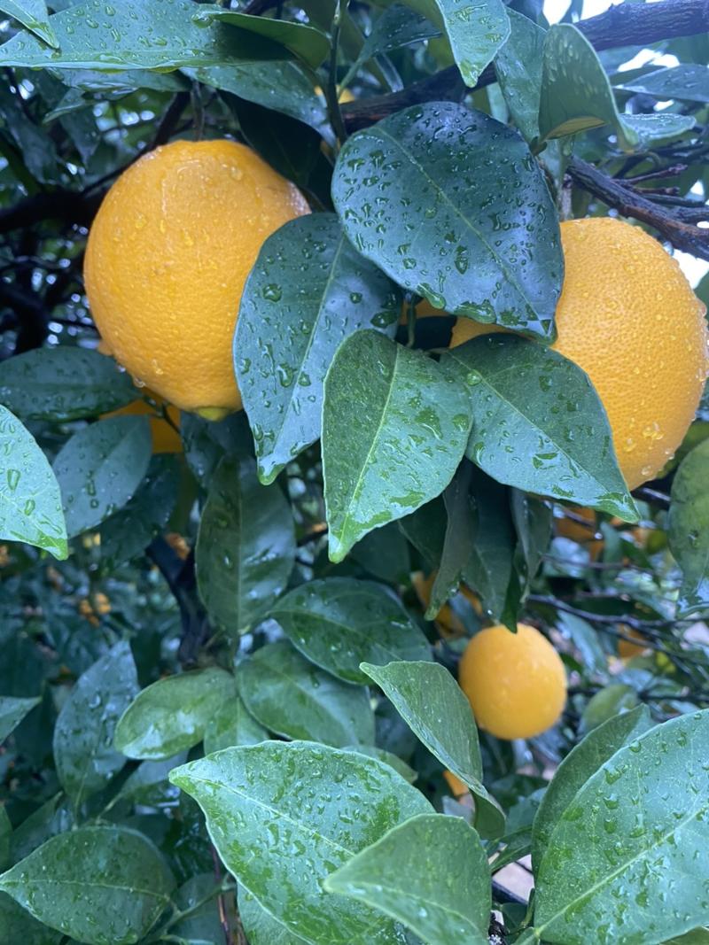 广西纽荷尔脐橙口感香甜大量供应一手货源品质保障