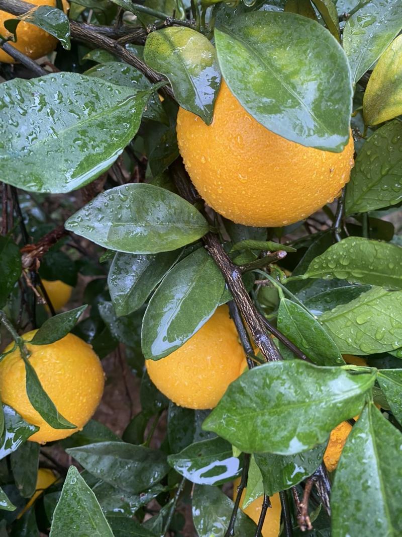 广西纽荷尔脐橙口感香甜大量供应一手货源品质保障