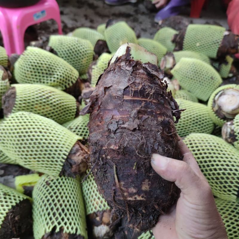 广西荔浦芋头荔浦香芋新鲜现挖荔浦发货