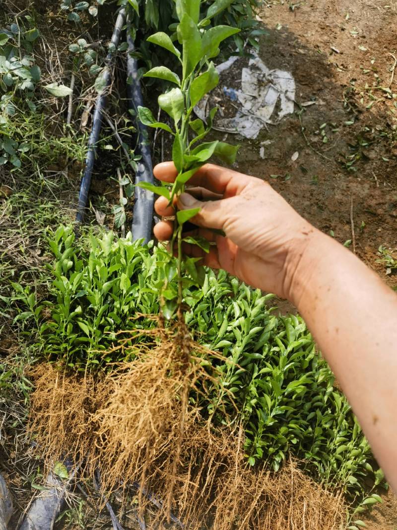 红橘苗四川小叶红橘苗品种纯正保质保量
