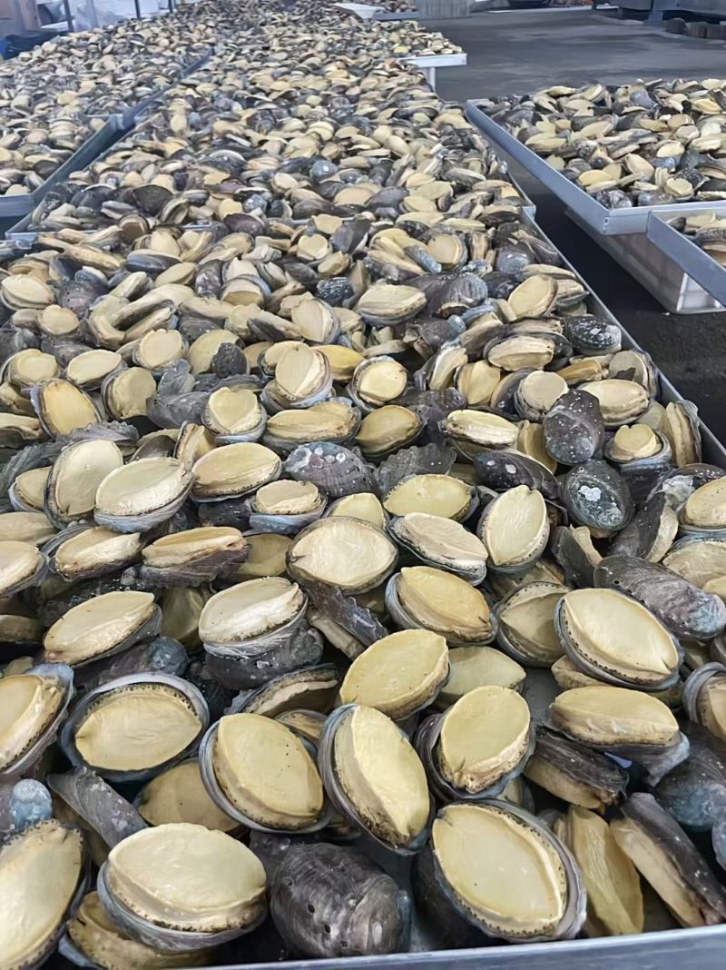 厂家批发，冻干鲍鱼礼盒，10只装礼盒鲍鱼，海鲜干货礼盒装