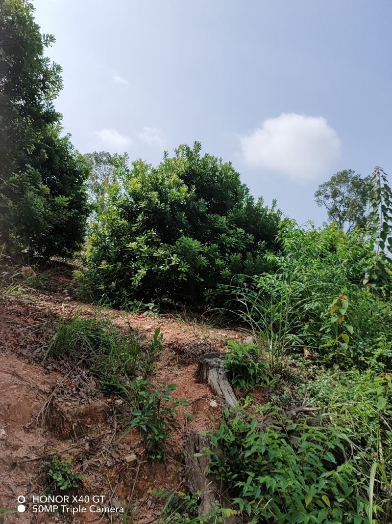 东魁杨梅树