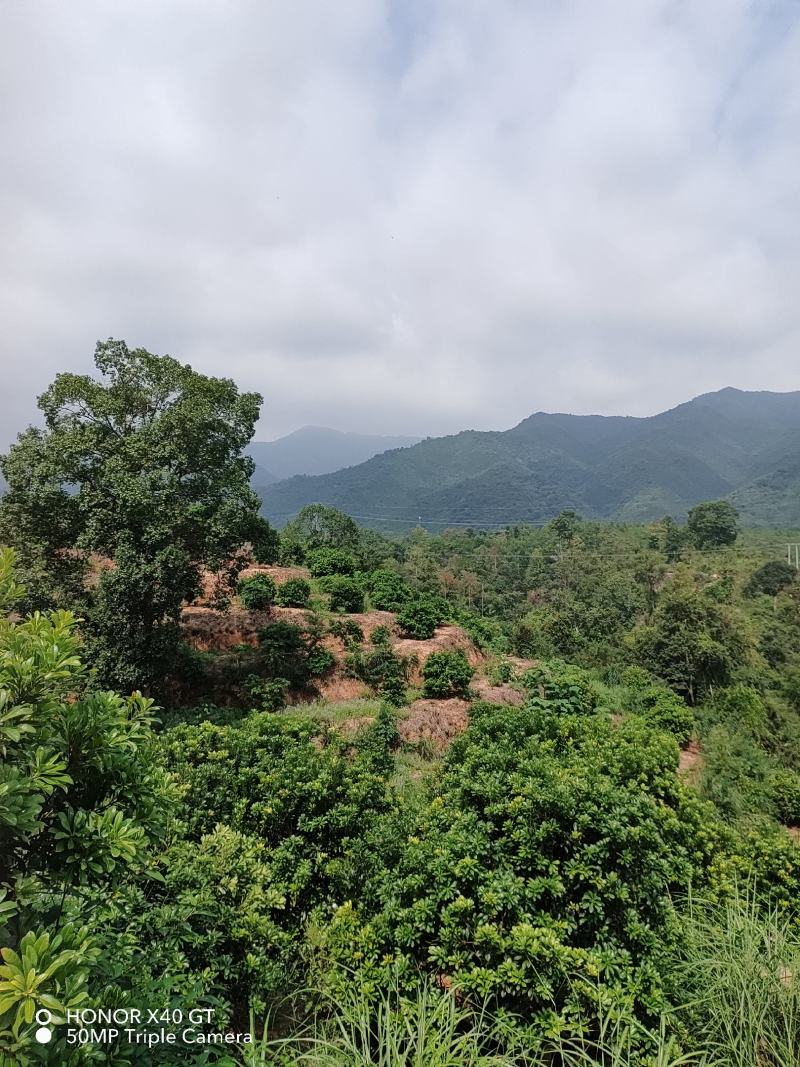 东魁杨梅树