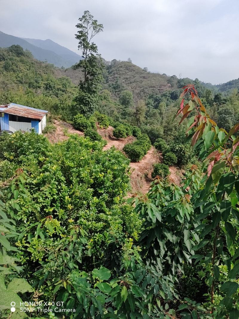东魁杨梅树