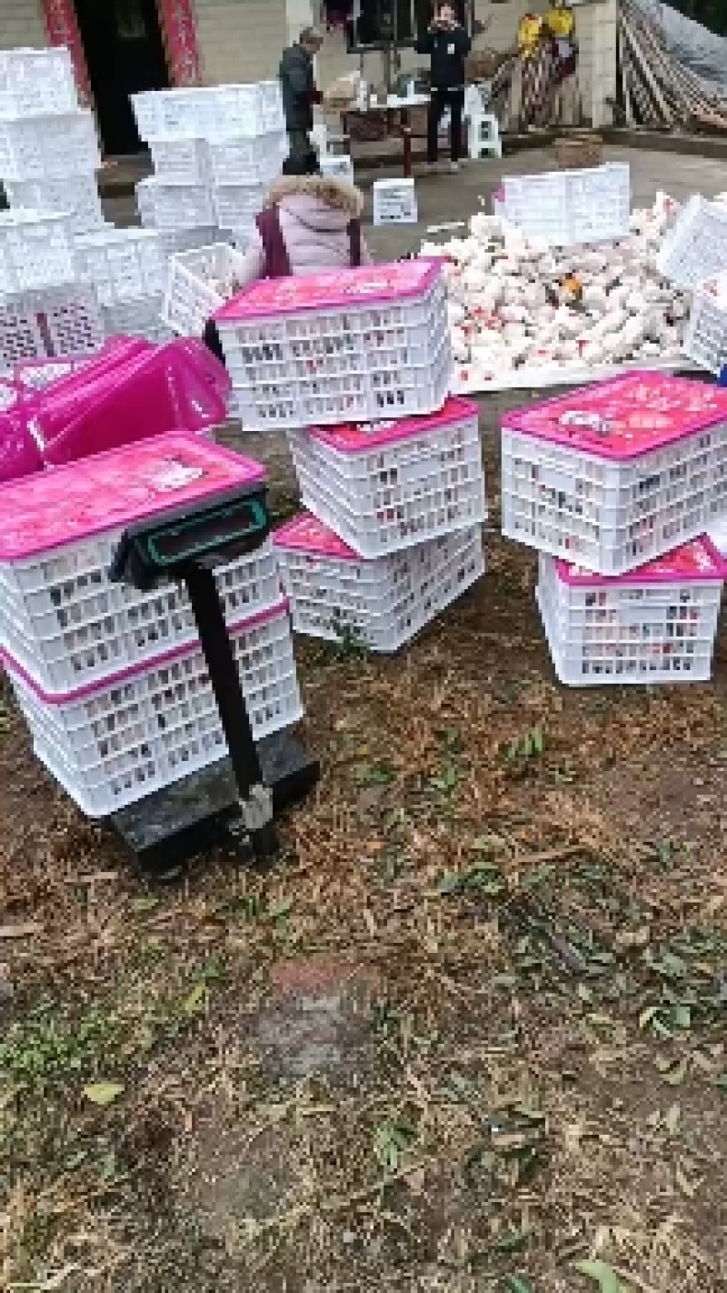 四川自贡荣县留佳镇万亩优质桔子基地耙耙柑