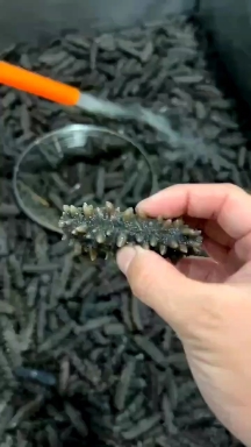 源头厂家精品即食海参海参礼盒批发，一手货源产地直发