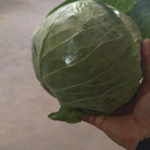 甘蓝\中甘甘蓝\基地种植大量上市\对接全国采购商