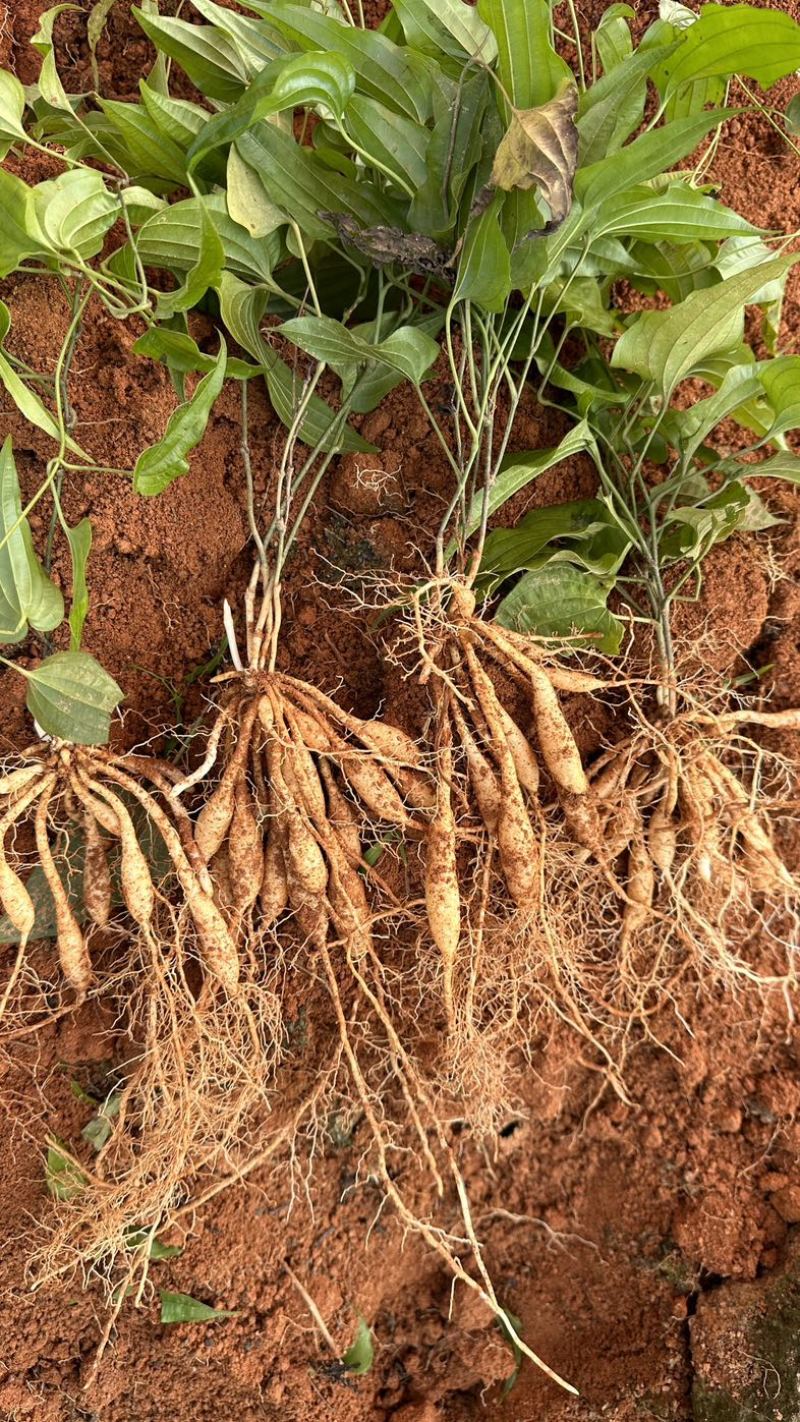 大叶红花百部苗，基地直发提供种植技术包回收