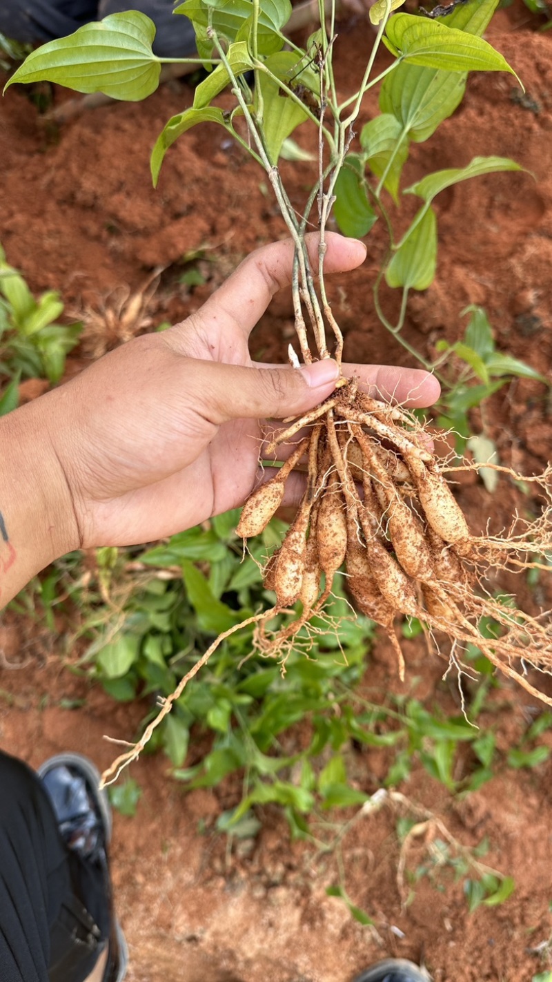 大叶红花百部苗，基地直发提供种植技术包回收