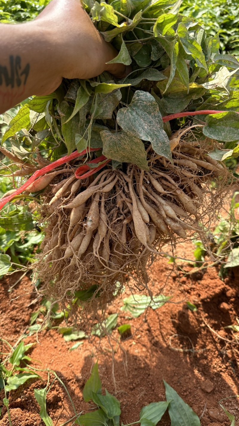 大叶红花百部苗，基地直发提供种植技术包回收