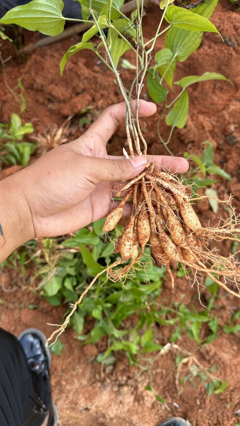 大叶红花百部苗，基地直发提供种植技术包回收