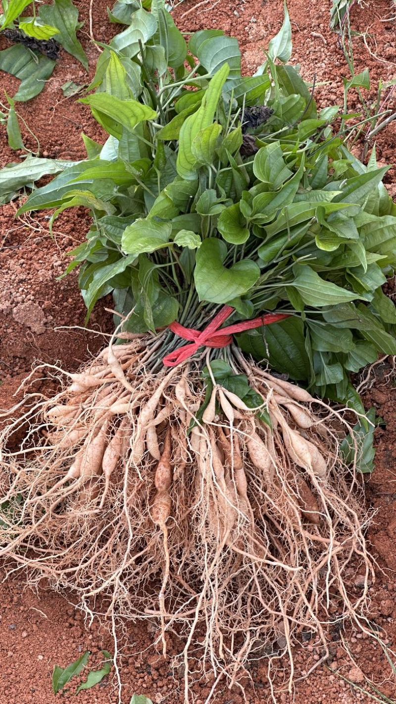 大叶红花百部苗，基地直发提供种植技术包回收