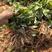 大叶红花百部苗，基地直发提供种植技术包回收