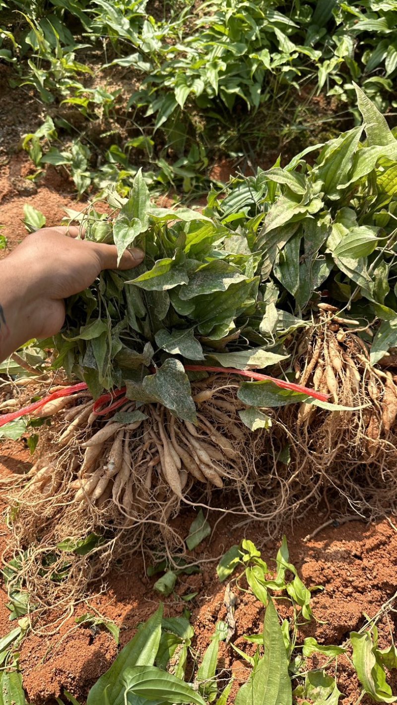 大叶红花百部苗，基地直发提供种植技术包回收