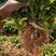 大叶红花百部苗，基地直发提供种植技术包回收