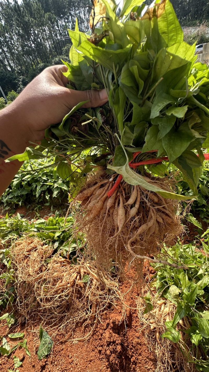 大叶红花百部苗，基地直发提供种植技术包回收