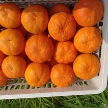 明日见柑橘支持提前订货产地直发一手货源欢迎选购