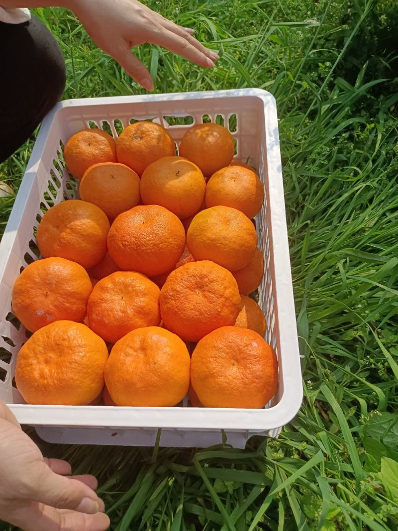 明日见柑橘支持提前订货产地直发一手货源欢迎选购
