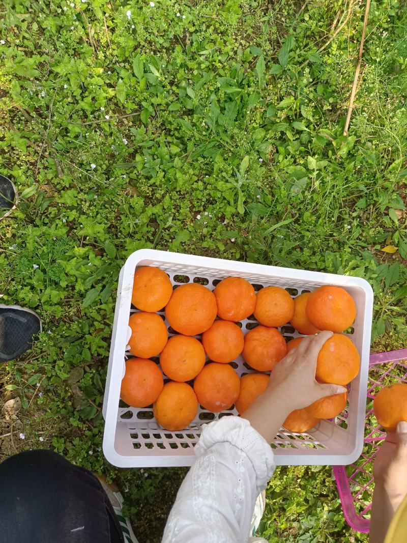 明日见柑橘支持提前订货产地直发一手货源欢迎选购