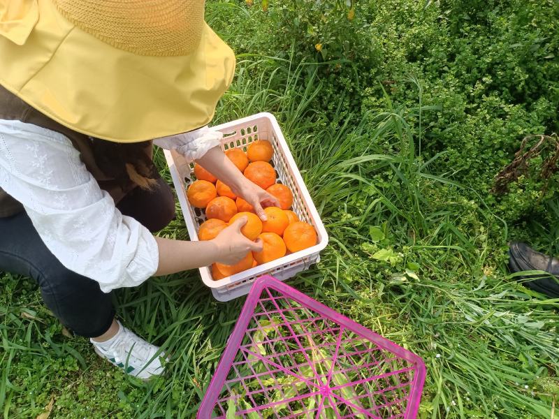 明日见柑橘支持提前订货产地直发一手货源欢迎选购