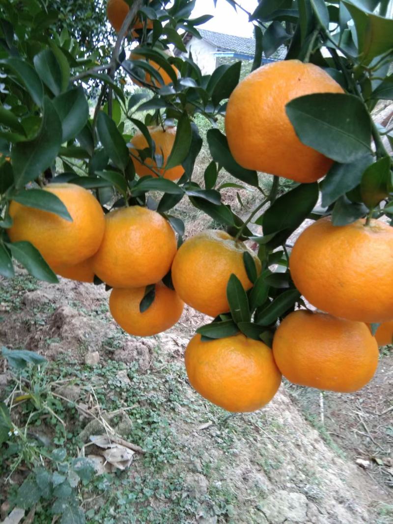 椪柑