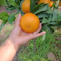 爱媛38果冻橙