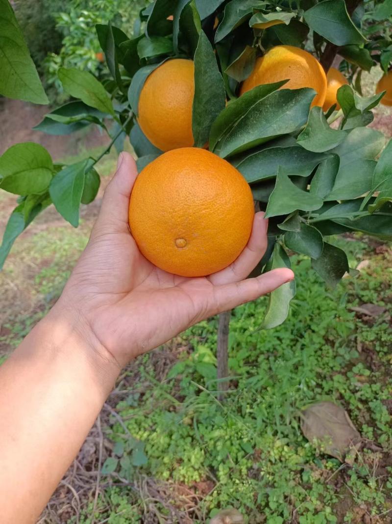 爱媛38果冻橙