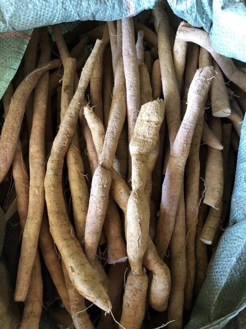 批发新鲜牛大力粉质薯产地直销现挖现卖量大从优长期供