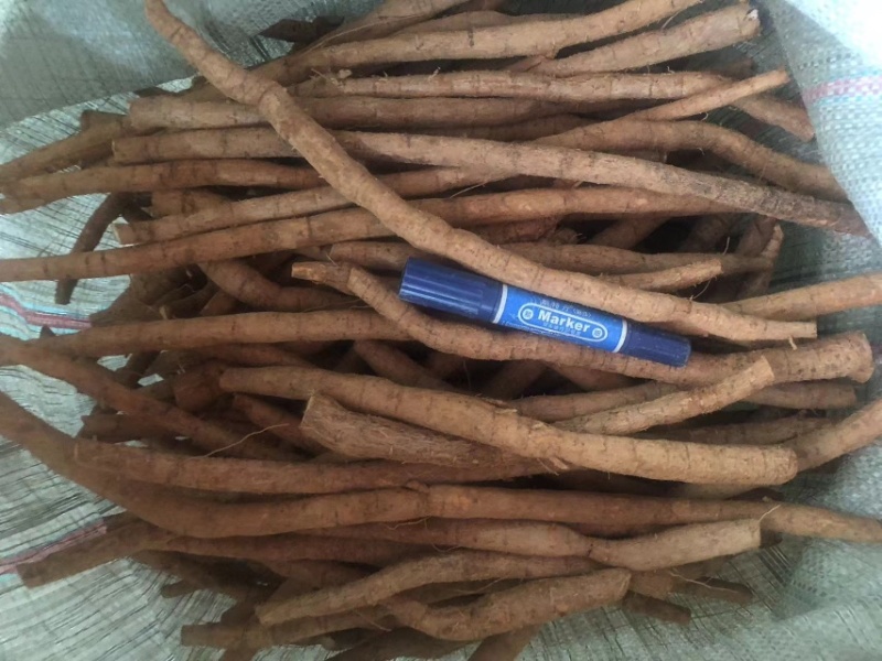 批发新鲜牛大力粉质薯产地直销现挖现卖量大从优长期供