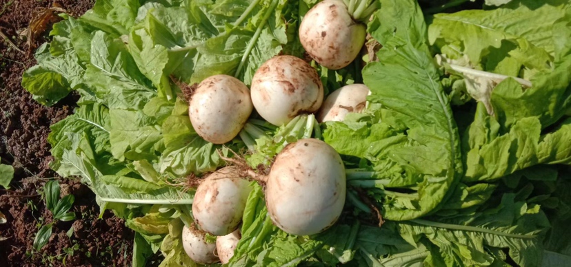 农贸市场摊位上摆放的新鲜带叶萝卜