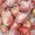 膜袋红富士苹果礼泉苹果产地专业代办保值保量到货无忧
