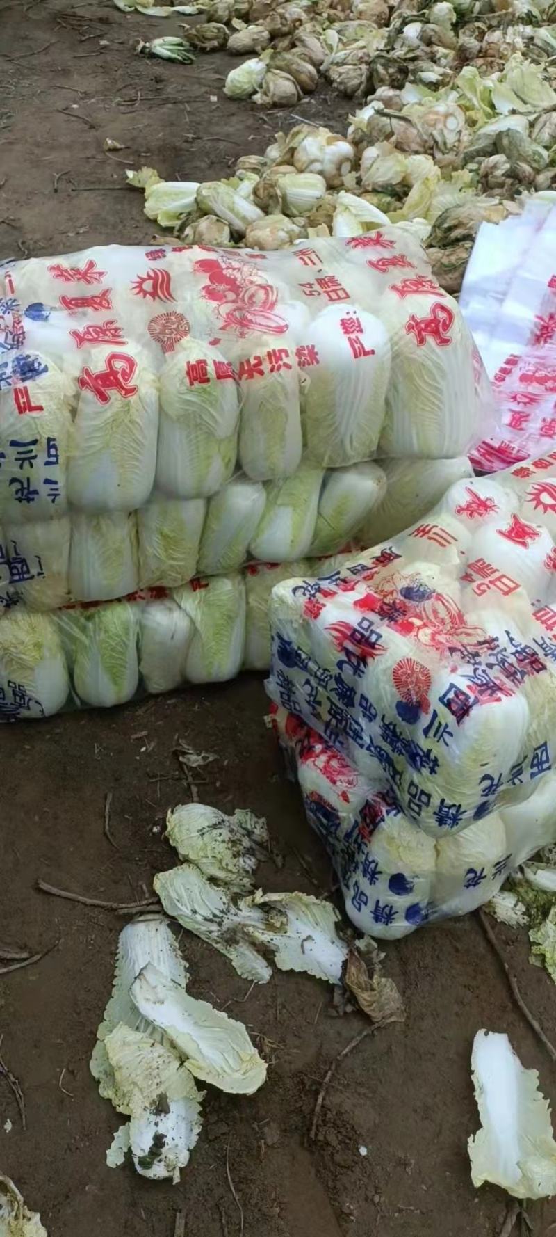 周口娃娃菜上市品相好价格优美电商商场档口货量多可商