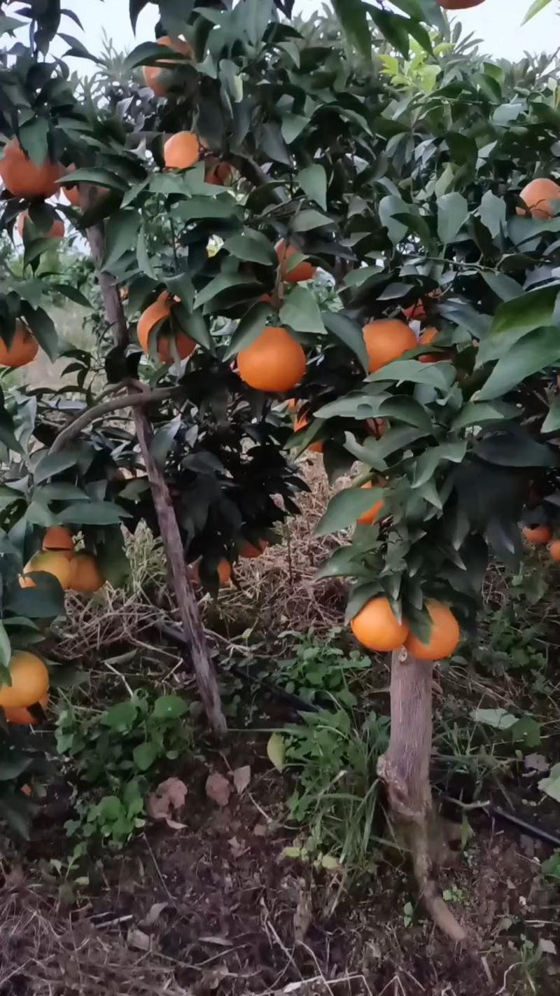 塔罗科血橙四川橙子新鲜上市产地直发电商市场商超