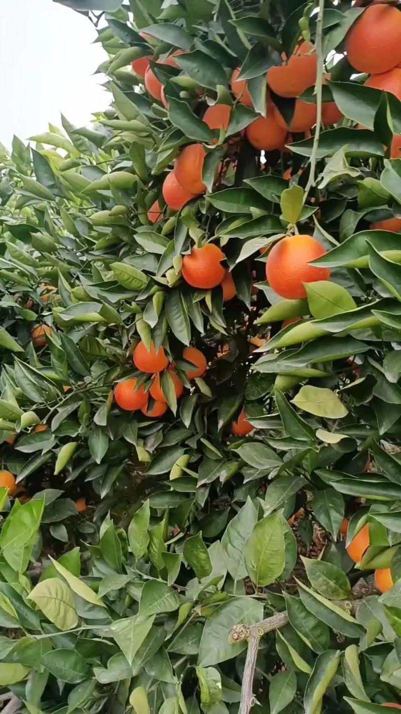 塔罗科血橙四川橙子新鲜上市产地直发电商市场商超