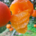 九月红脐橙大量上市脐橙产地直供现摘现发品质保证诚信经营